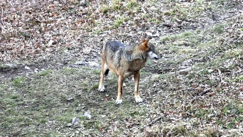 Wolf in the woods Stock Footage 73544627