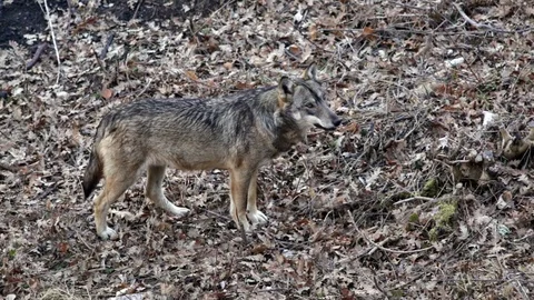 Wolf in the woods Stock Footage 73549003