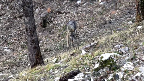 Wolf in the woods Stock-Footage 73551506