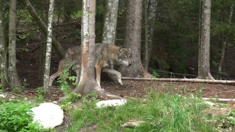 Wolf in the woods Stock Footage 117236324