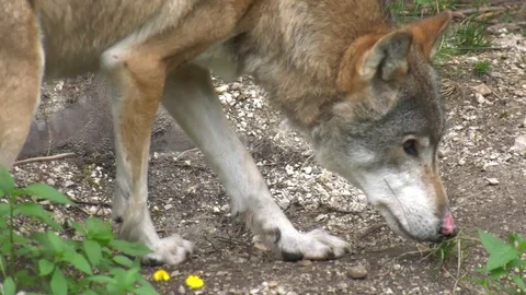 Wolf in the woods Stock Footage 117236501