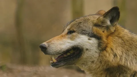 Wolf in the woods Stock-Footage 238895319