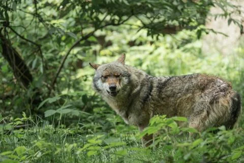 Wolf in woods Stock Photos