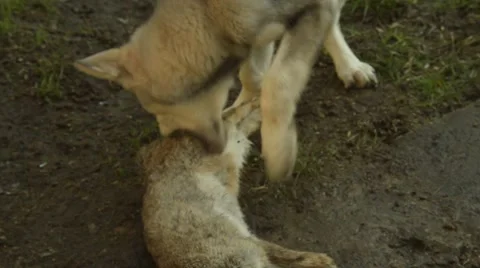 Wolf Worries Rabbies Video stock 46943505