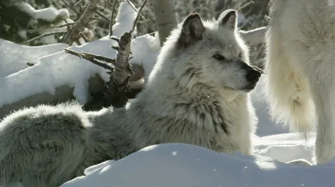 Wolf yawns while laying in the snow 動画素材 52877528