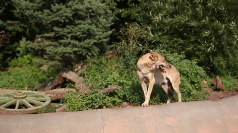 Wolf in Zoo Animal 스톡 동영상 66299480