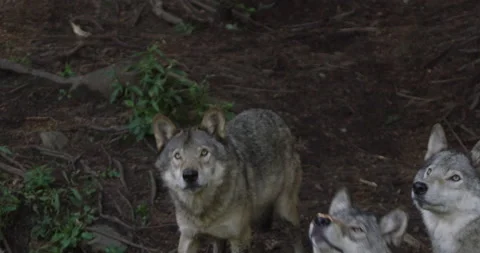 Wolf at a zoo catching a treat from a handler Stock Footage 146149824