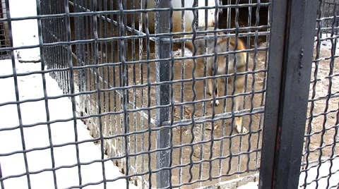 Wolf in the Zoo Stock Footage 46828382