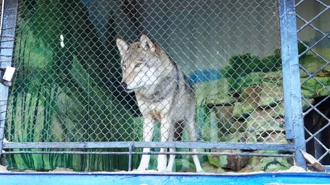 Wolf at the Zoo Stock-Footage 103833001