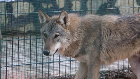 A wolf in the zoo Stock Footage 171926781