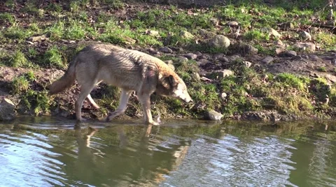 Wolf in a zoo in Germany Stock Footage 47813906