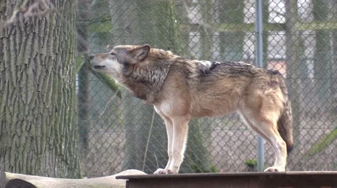 The wolf in a zoo in Germany Stock Footage 47820602