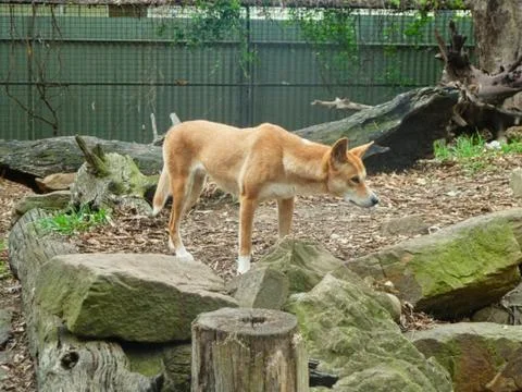 A wolf in the zoo outside Stock Photos