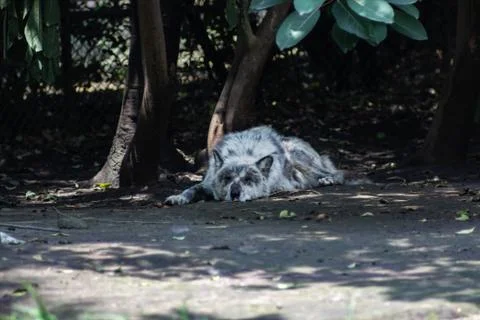 Wolf on zoo Stock Photos