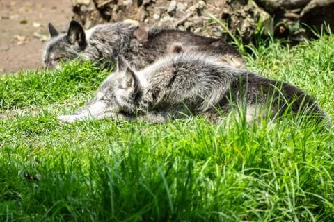 Wolf on zoo Stock Photos