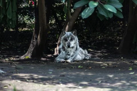Wolf on zoo Stock Photos