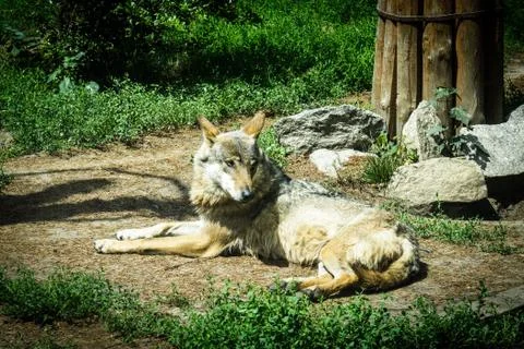 Wolf in the ZOO Stock Photos