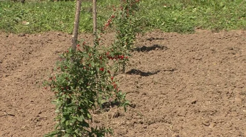 Wolfberry shrubs Stock Footage 42309003