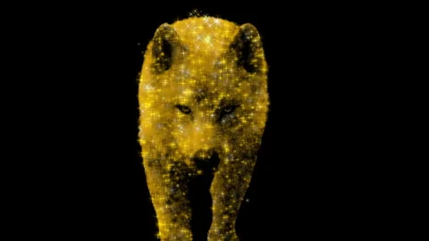 WolfCloseup RGB Alpha Stock Footage 276322384