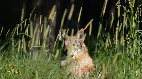 Wolfdog hiding in grass Stock Footage 78192686
