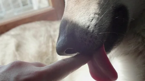 Wolfdog Licking Hand Stock-Footage 75799765