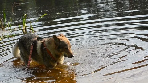 Wolfdog playing in water Stock Footage 94652139