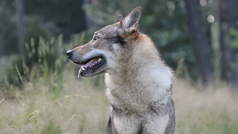 Wolfdog portrait in forest Stock Footage 78192718