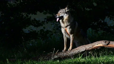 Wolfdog on a river side Stock Footage 78192886