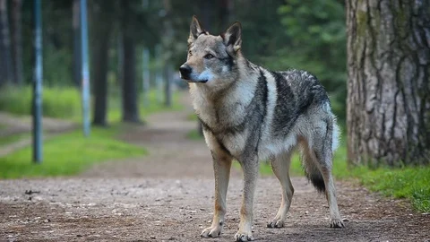 Wolfdog stands alone Stock Footage 94478329