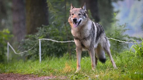 Wolfdog staying in summer forest Stock Footage 94368986