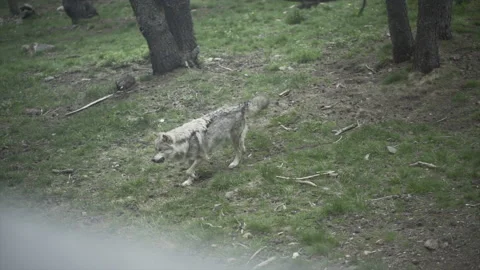 Wolfdog walking down the hill to look for some animal to eat Stock Footage 221513911