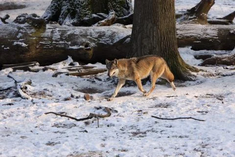 Wölfe im Schnee Stock Photos