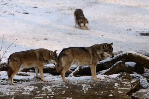 Wölfe im Schnee Stock Photos