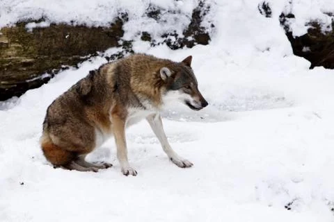 Wölfe im Schnee Stock Photos