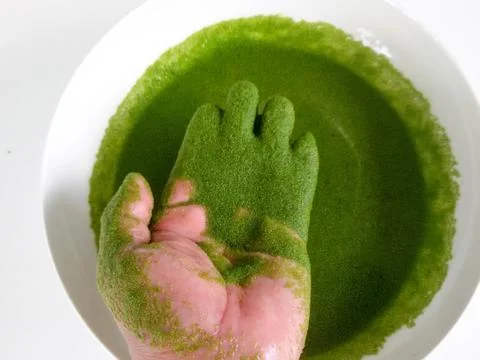 Wolffia globosa on hand. Stock Photos