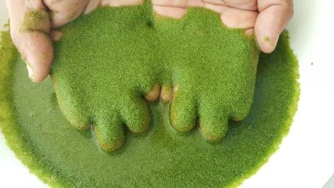 Wolffia globosa on hand. Stock Photos