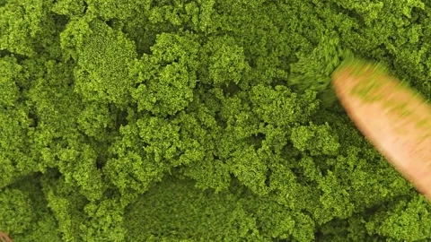 Wolffia globosa or swamp algae or water meal. Super food. Stock Footage 311519727