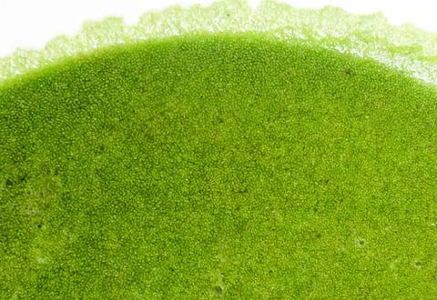 Wolffia globosa. Stock Photos