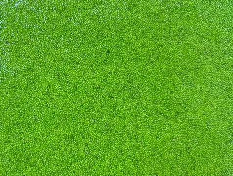 Wolffia globosa. Stock Photos