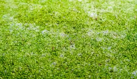 Wolffia globosa. Stock Photos