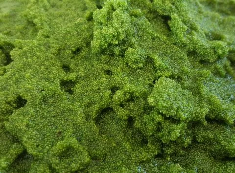 Wolffia globosa. Stock Photos