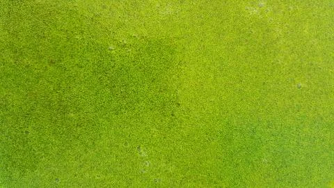 Wolffia globosa. Stock Photos