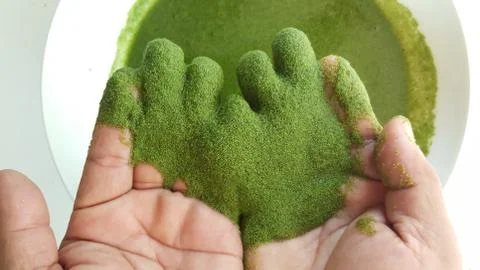 Wolffia globosa. Stock Photos
