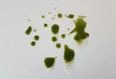 Wolffia globosa on table. Stock Photos