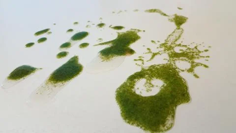 Wolffia globosa on table. Stock Photos