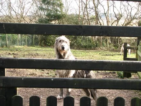 Wolfhound Stock Photos