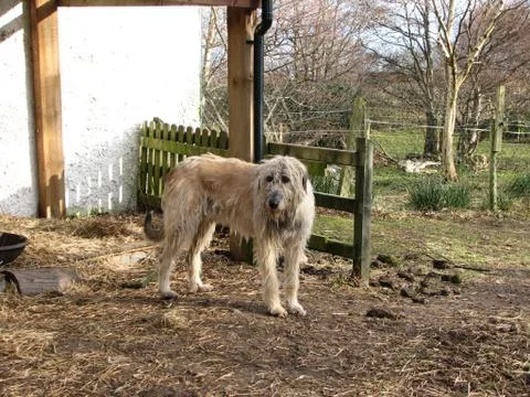 Wolfhound Stock Photos