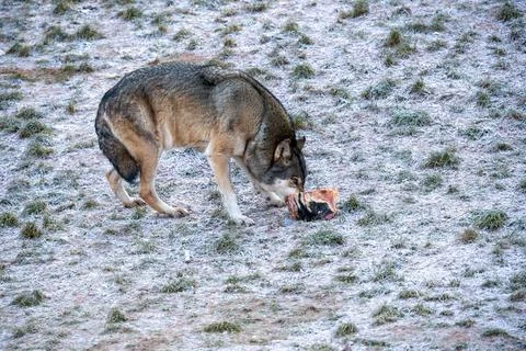 Wolflike Dog Sniffs Frozen Bone in Snowy Grassy Field During a Cold Winter Stock Photos