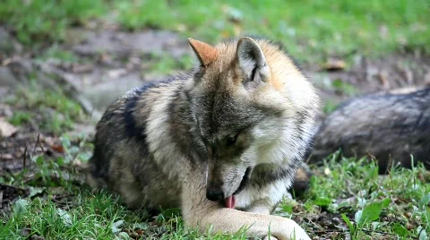 WolfMVI 1644 Stock Footage 526653