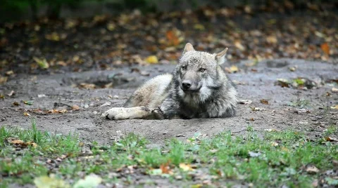 WolfMVI 1645 Stock Footage 526642